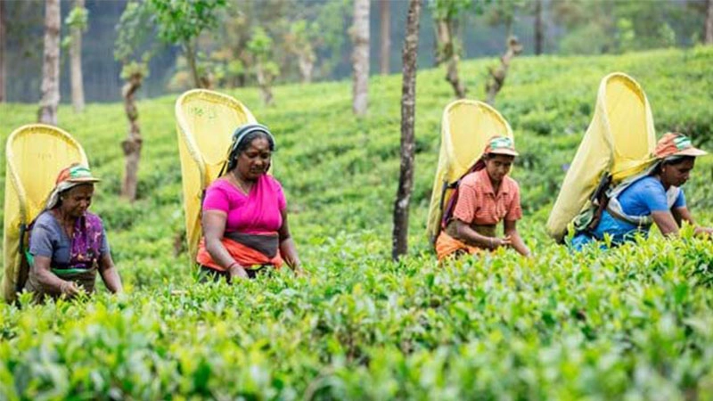  3CS Designs Website for Hayleys Global Beverages