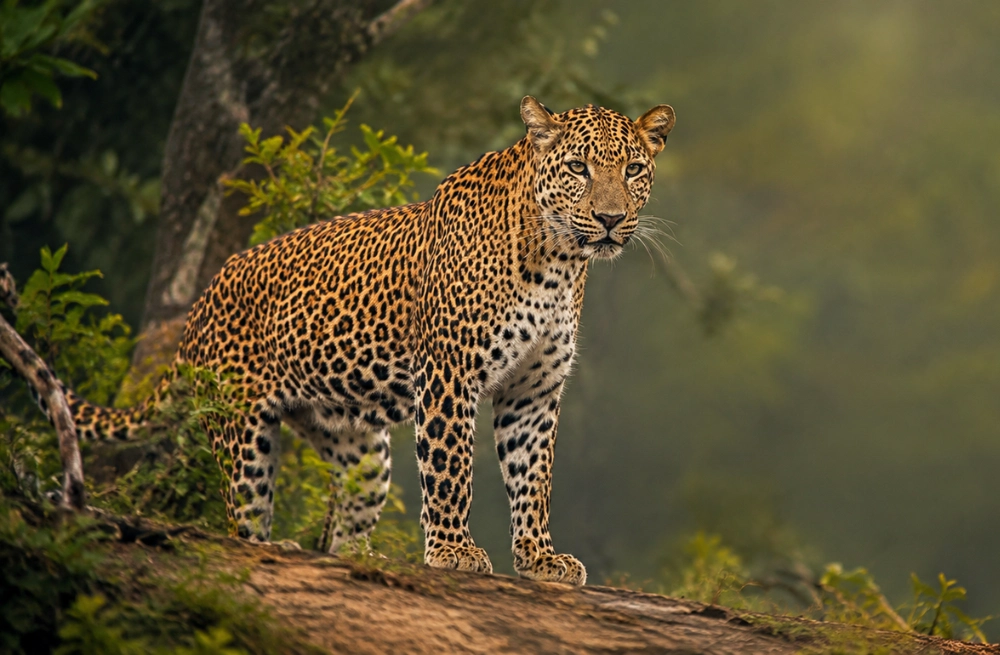 3CS Launches the Redesigned Official Website for Biodiversity Sri Lanka